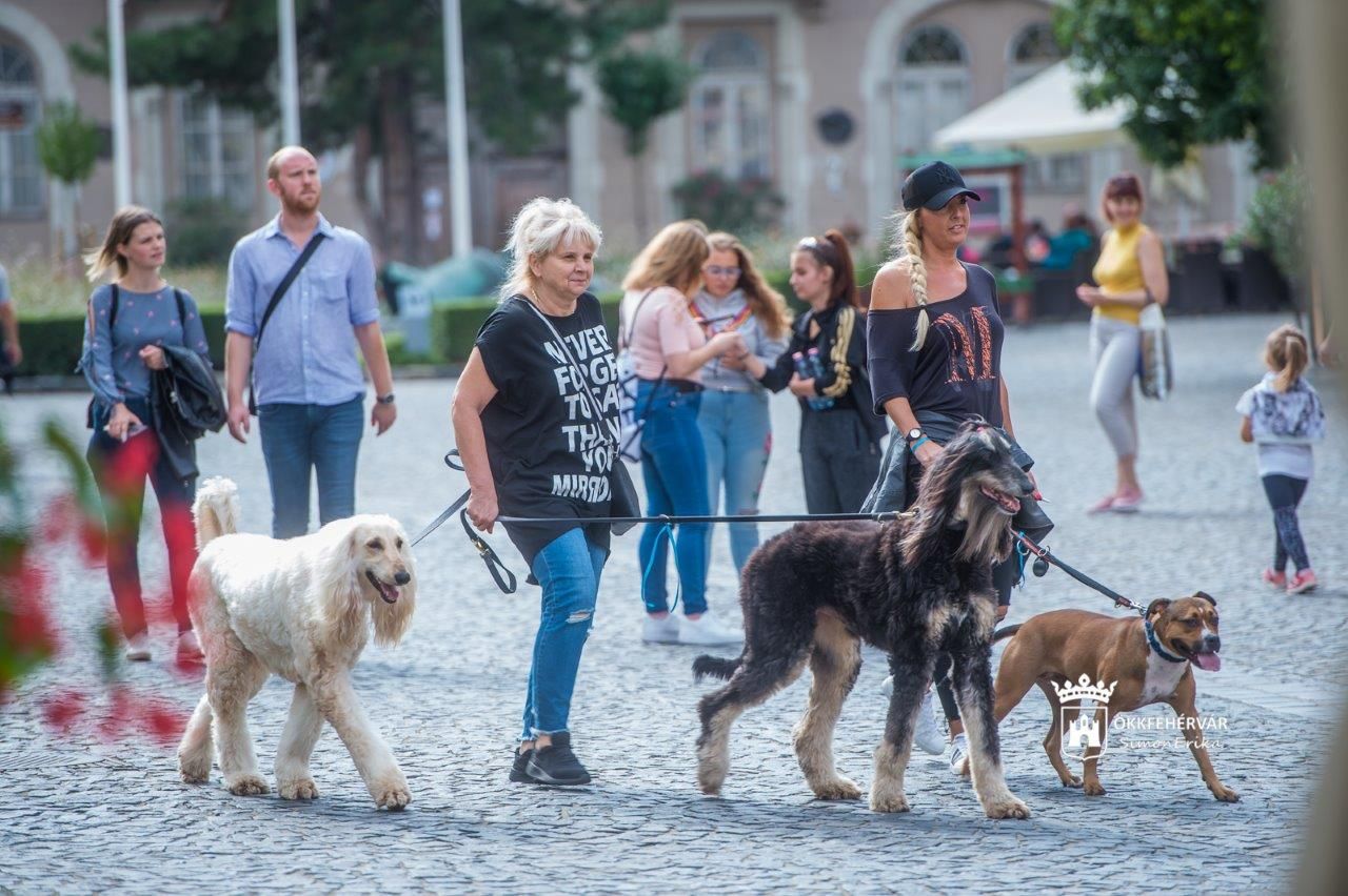 Fehérvár Médiacentrum fotója