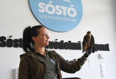 Fehérvár Médiacentrum fotója